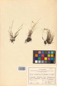 Carex glareosa Schkuhr ex Wahlenb., Siberia, Russian Far East (S6) (Russia)