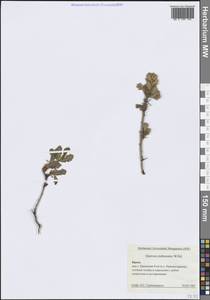 Quercus pubescens Willd., Crimea (KRYM) (Russia)