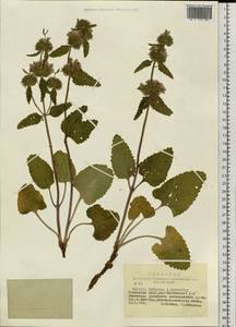 Phlomoides tuvinica (A.Schroet.) Kamelin, Adylov & Makhm., Siberia, Altai & Sayany Mountains (S2) (Russia)