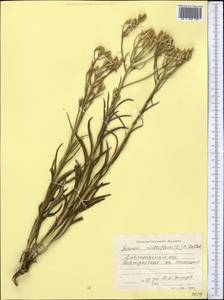 Jurinea multiflora (L.) B.Fedtsch., Middle Asia, Northern & Central Kazakhstan (M10) (Kazakhstan)