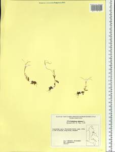 Epilobium anagallidifolium Lam., Siberia, Chukotka & Kamchatka (S7) (Russia)