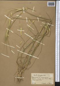 Secale sylvestre Host, Middle Asia, Karakum (M6) (Turkmenistan)