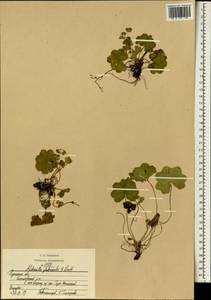 Alchemilla glabricaulis H. Lindb., Eastern Europe, Central region (E4) (Russia)