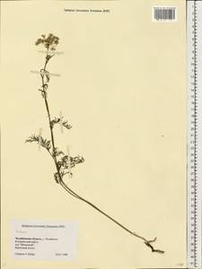 Kadenia dubia (Schkuhr) Lavrova & V.N.Tikhom., Eastern Europe, Eastern region (E10) (Russia)