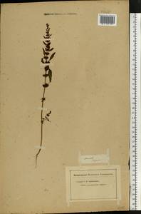 Rumex marschallianus Rchb., Eastern Europe, Lower Volga region (E9) (Russia)