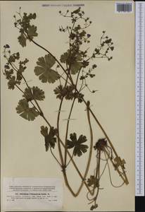 Geranium pyrenaicum Burm. f., Western Europe (EUR) (Czech Republic)