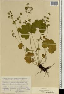 Alchemilla sarmatica Juz., Eastern Europe, Volga-Kama region (E7) (Russia)