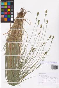 Carex muricata × polyphylla, Eastern Europe, Central forest-and-steppe region (E6) (Russia)