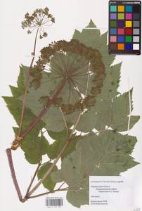 Angelica archangelica subsp. litoralis (Wahlenb. ex Fr.) Thell., Eastern Europe, Northern region (E1) (Russia)