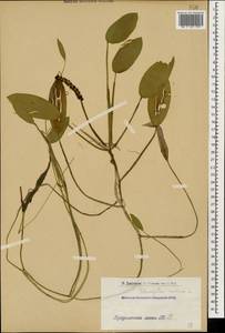 Potamogeton natans L., Caucasus, Armenia (K5) (Armenia)