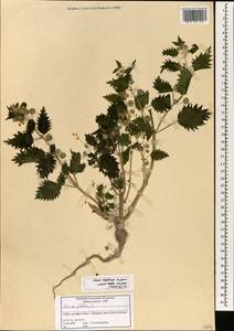 Urtica pilulifera L., South Asia, South Asia (Asia outside ex-Soviet states and Mongolia) (ASIA) (Syria)