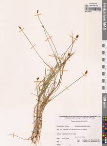 Carex chordorrhiza L.f., Siberia, Yakutia (S5) (Russia)
