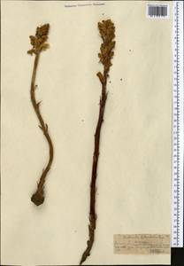 Orobanche alsatica subsp. libanotidis (Ruprecht) Pusch, Middle Asia, Northern & Central Tian Shan (M4) (Kazakhstan)