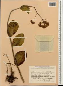 Hylotelephium maximum subsp. ruprechtii (Jalas) Dostál, Caucasus, Black Sea Shore (from Novorossiysk to Adler) (K3) (Russia)