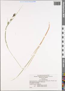 Carex buxbaumii Wahlenb., Eastern Europe, Northern region (E1) (Russia)