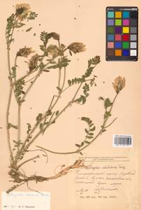 Astragalus marinus Boriss., Siberia, Russian Far East (S6) (Russia)