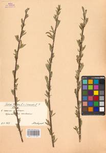 Salix triandra L., Eastern Europe, Moscow region (E4a) (Russia)