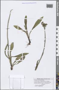 Pilosella piloselloides subsp. praealta (Gochnat) S. Bräut. & Greuter, Eastern Europe, Middle Volga region (E8) (Russia)