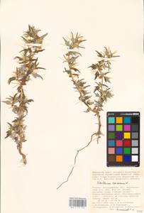 Xanthium spinosum L., Eastern Europe, Lower Volga region (E9) (Russia)