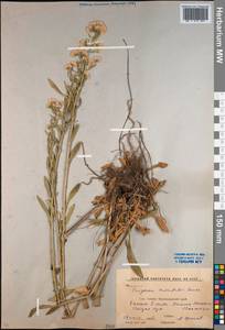 Erigeron acris subsp. acris, Caucasus, Krasnodar Krai & Adygea (K1a) (Russia)