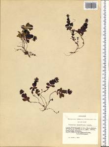 Veronica densiflora Ledeb., Siberia, Altai & Sayany Mountains (S2) (Russia)