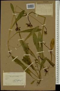 Pilosella caespitosa subsp. caespitosa, Eastern Europe, Moscow region (E4a) (Russia)