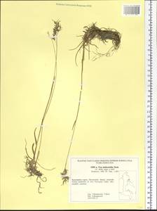 Poa lanata Scribn. & Merr., Siberia, Chukotka & Kamchatka (S7) (Russia)