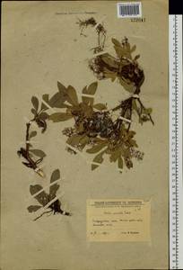 Salix sphenophylla A. K. Skvortsov, Siberia, Baikal & Transbaikal region (S4) (Russia)