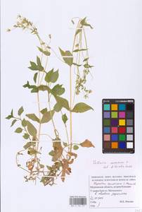 Stellaria nemorum L., Eastern Europe, Northern region (E1) (Russia)