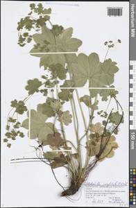 Alchemilla conglobata H. Lindb., Eastern Europe, Volga-Kama region (E7) (Russia)