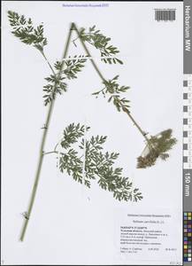 Selinum carvifolia (L.) L., Eastern Europe, Central region (E4) (Russia)