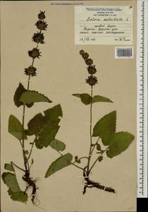 Salvia verticillata L., Caucasus, South Ossetia (K4b) (South Ossetia)