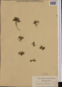 Cherleria biflora (L.) A. J. Moore & Dillenb., Western Europe (EUR) (Austria)