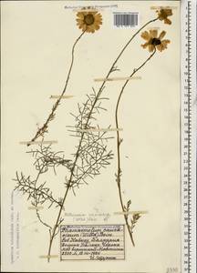 Tanacetum tricholobum (Sosn. ex Manden.) Chandjian, Caucasus, Stavropol Krai, Karachay-Cherkessia & Kabardino-Balkaria (K1b) (Russia)