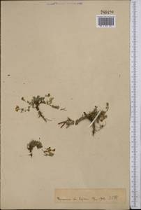 Lotus krylovii Schischkin & Serg., Middle Asia, Pamir & Pamiro-Alai (M2)