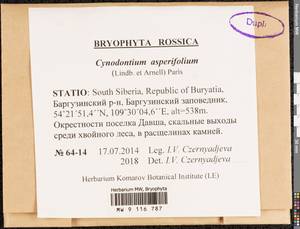 Cynodontium asperifolium (Lindb. ex Arnell) Paris, Bryophytes, Bryophytes - Baikal & Transbaikal regions (B18) (Russia)