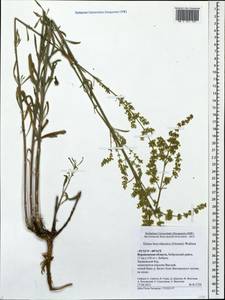 Silene borysthenica (Gruner) Walters, Eastern Europe, Central forest-and-steppe region (E6) (Russia)