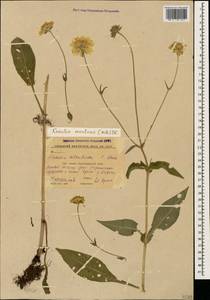 Knautia tatarica (L.) Szabó, Caucasus, Stavropol Krai, Karachay-Cherkessia & Kabardino-Balkaria (K1b) (Russia)