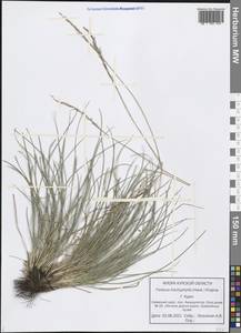 Festuca trachyphylla (Hack.) Hack., Eastern Europe, Central forest-and-steppe region (E6) (Russia)