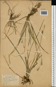 Carex michelii Host, Eastern Europe, Central forest-and-steppe region (E6) (Russia)