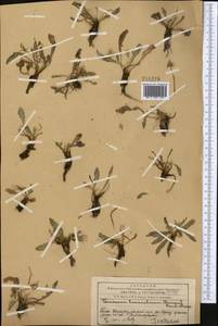 Taraxacum bessarabicum (Hornem.) Hand.-Mazz., Middle Asia, Western Tian Shan & Karatau (M3) (Kazakhstan)