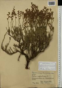 Limonium suffruticosum (L.) Kuntze, Eastern Europe, Lower Volga region (E9) (Russia)