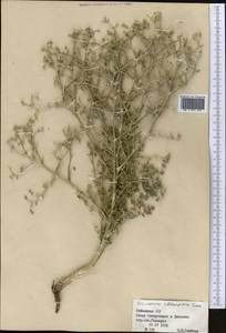 Echinophora sibthorpiana Guss., Middle Asia, Syr-Darian deserts & Kyzylkum (M7) (Uzbekistan)
