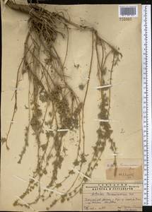 Artemisia rutifolia Steph. ex Spreng., Middle Asia, Pamir & Pamiro-Alai (M2) (Uzbekistan)