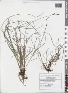 Carex globularis L., Eastern Europe, Middle Volga region (E8) (Russia)