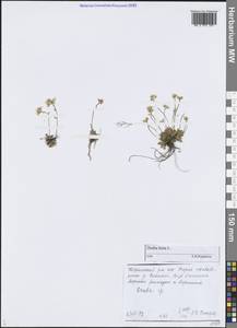 Draba hirta L., Siberia, Central Siberia (S3) (Russia)