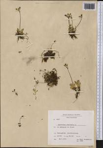 Micranthes stellaris subsp. stellaris, America (AMER) (Greenland)
