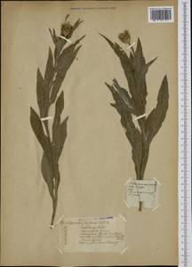 Centaurea triumfettii subsp. axillaris (Willd. ex Celak.) Stef. & T. Georgiev, Western Europe (EUR) (Not classified)