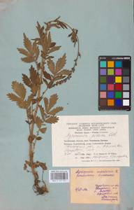 Agrimonia pilosa Ledeb., Eastern Europe, Eastern region (E10) (Russia)