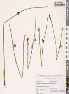 Juncus haenkei E.Mey., Siberia, Chukotka & Kamchatka (S7) (Russia)